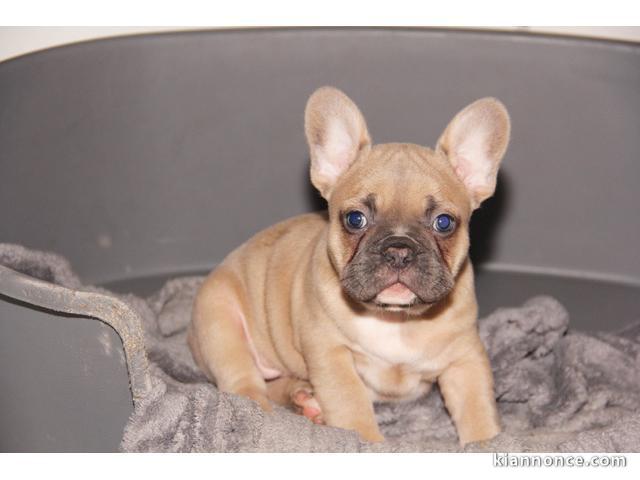 Magnifique  chiots bouledogue français