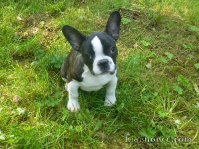 Adorable bouledogue français mâle à donner Pour Noel