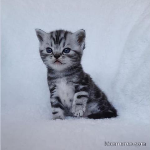  don chatons british shorthair