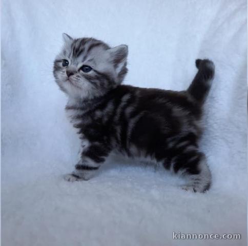 don chatons british shorthair  