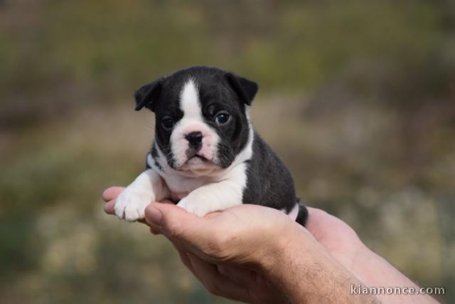 Adoption Chiots Boston Terrier