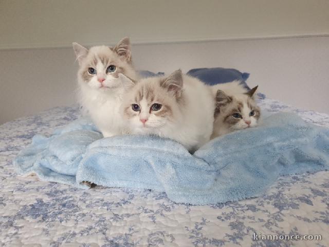 CHATONS RAGDOLLS A RESERVER