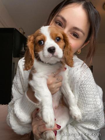 Chiots Cavalier King Charles A DONNER