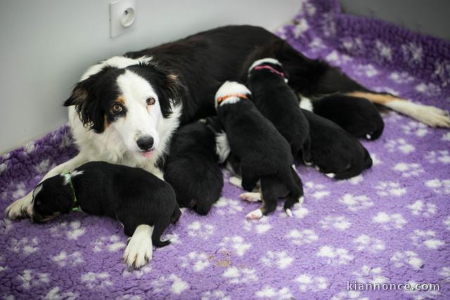 Chiots Border Collie POUR ADOPTION 