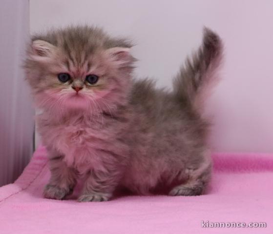 Magnifique chaton persan chinchilla  à adopter