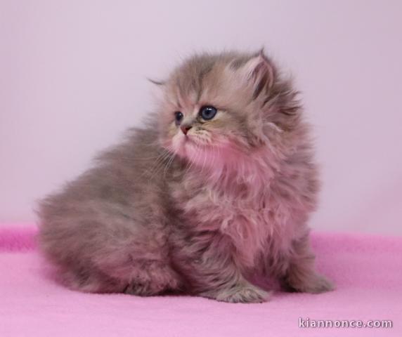 Magnifique chaton persan chinchilla  à adopter