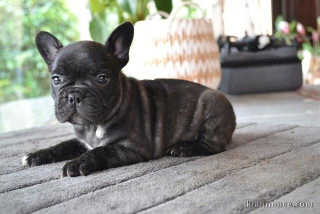 chiots Bouledogues français LOF