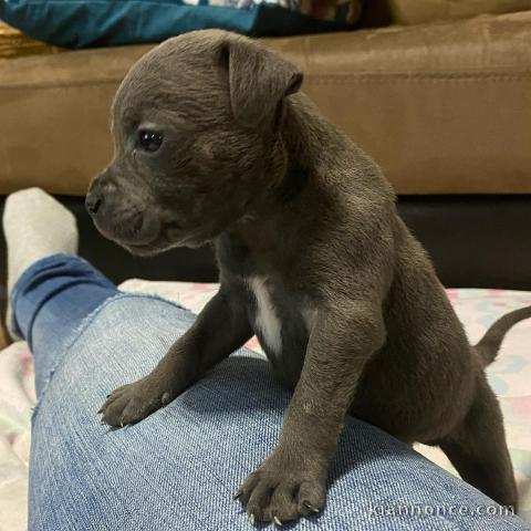 Bébés American Staffordshire Terrier à donner.