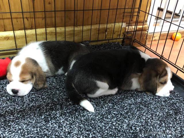 Spendides Beagle à adopter.