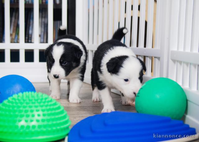 Adorables chiots Border Collie à adopter.