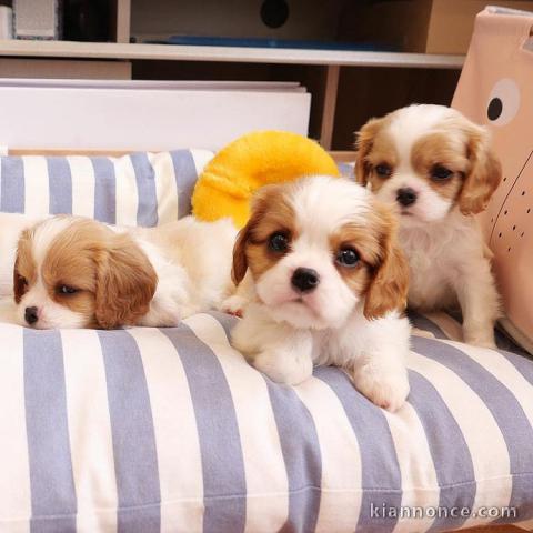 Adoptez mes adorables Cavaliers King Charles.