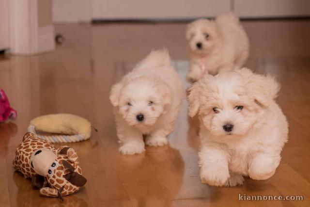 Adorables chiots Coton de Tuléar à adopter