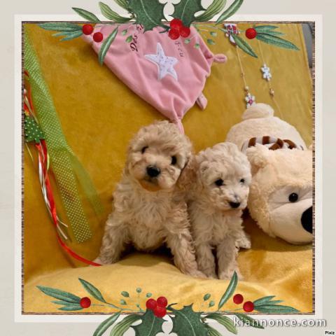 Adorables bb Caniche disponible