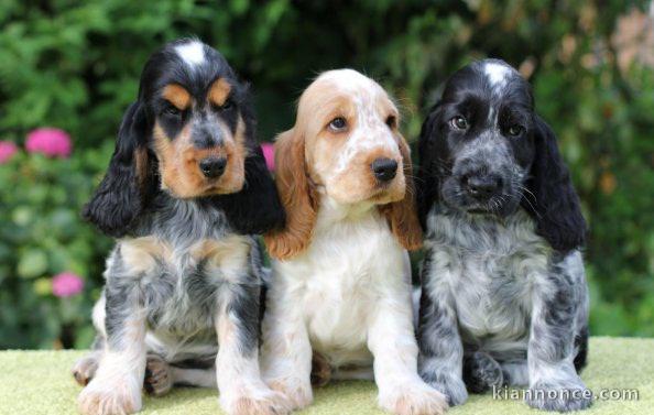  Superbes Chiots Cocker Spaniel Anglais Pure Race