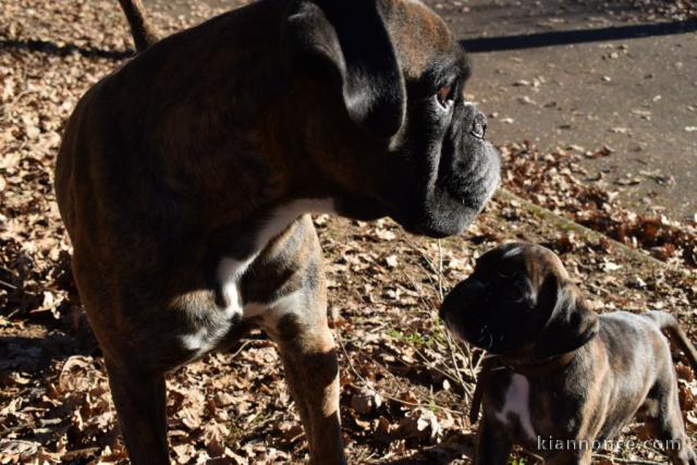   Magnifiques Chiots Boxer Pure Race