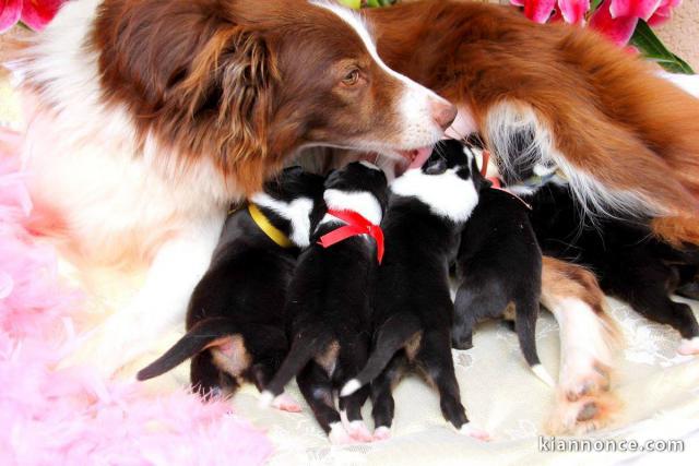  Magnifiques Chiots Border Collie Pure Race