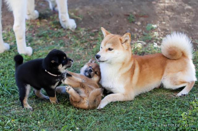  Magnifiques Chiots Shiba Inu Pure Race 