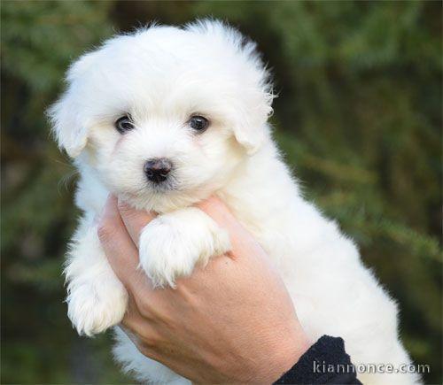 Adorable chiot bichon maltais femelle a donner