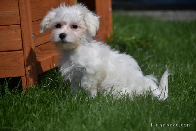 Adorable chiot bichon maltais femelle a donner A DONNER Chiot typ