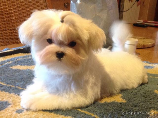 Adorable chiot bichon maltais femelle a donner