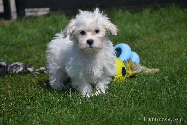 Adorable chiot bichon maltais femelle a donner