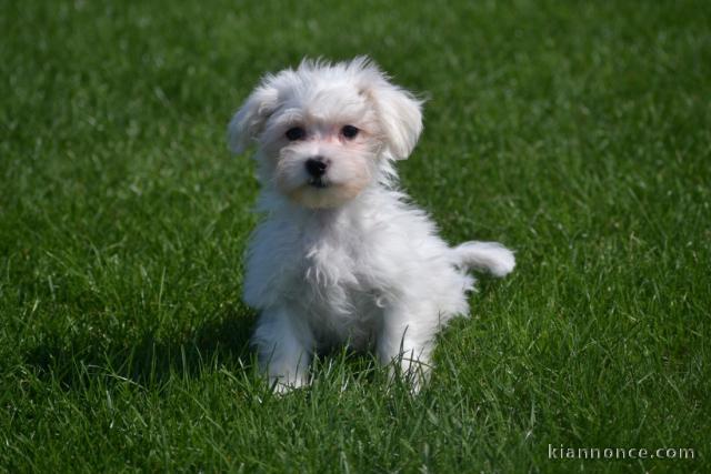 Adorable chiot bichon maltais femelle a donner