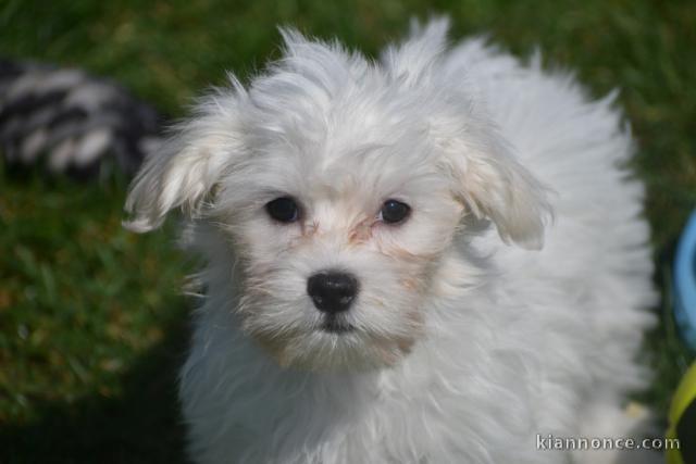 Adorable chiot bichon maltais femelle a donner