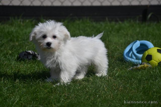 Adorable chiot bichon maltais femelle a donner