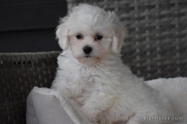 Adorable chiot bichon maltais femelle a donner