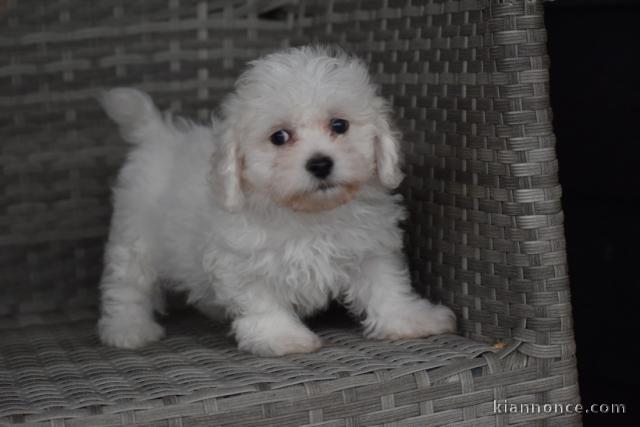 Adorable chiot bichon maltais femelle a donner