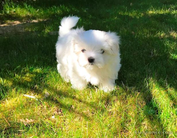 Adorable chiot bichon maltais femelle a donner