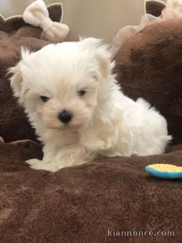 Adorable chiot bichon maltais femelle a donner