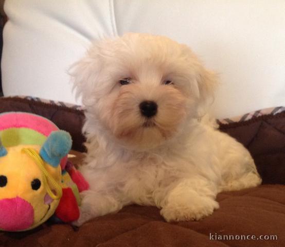 Adorable chiot bichon maltais femelle a donner