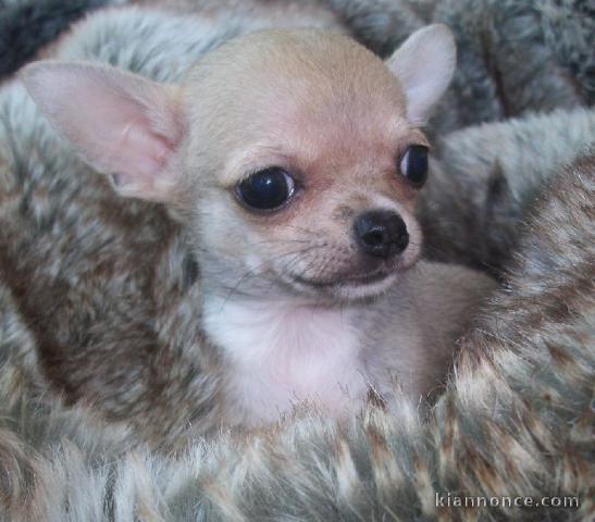 A donné chiot chihuahua beige/blanc femelle