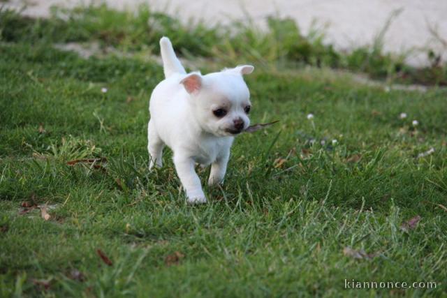 A donné chiot chihuahua beige/blanc femelle