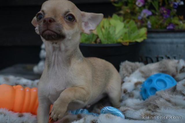 A donné chiot chihuahua beige/blanc femelle