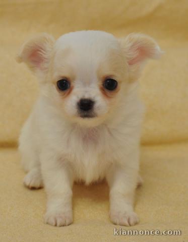 A donné chiot chihuahua beige/blanc femelle