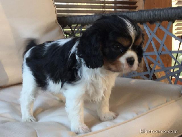 Donner chiot cavalier king charles spaniel femelle