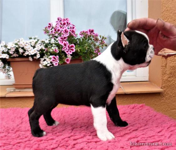 Donne chienne Boston Terrier