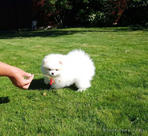 Adorable petit chiot spitz nain contre bon soins