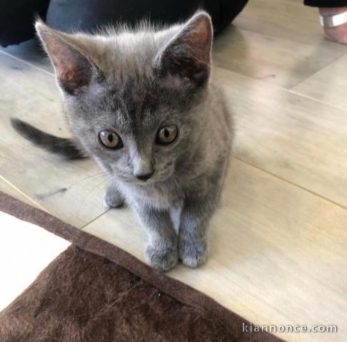  Adorables chatons chartreux à donner 