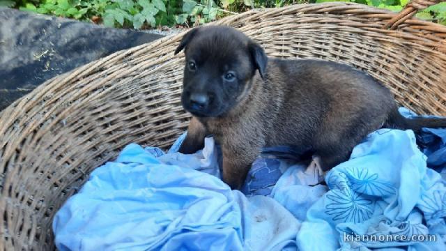 Magnifique chiots Chiots Berger Belge