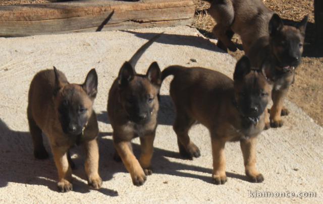 chiots malinois adorable