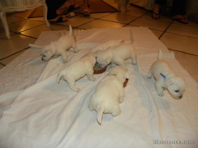 Chiots Westie tres Adorable