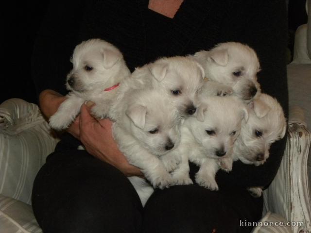 Chiots Westie tres Adorable