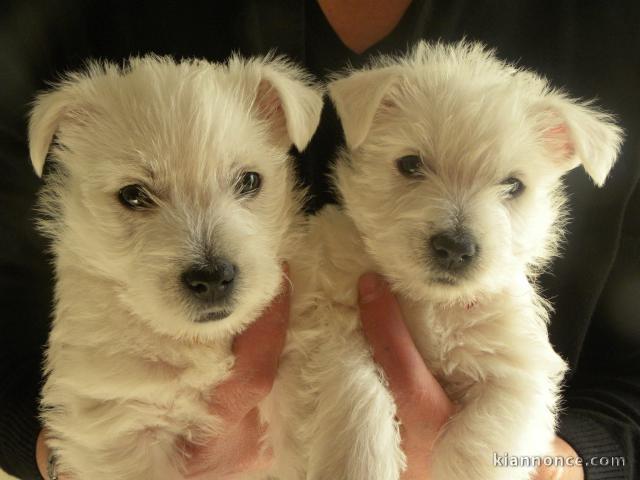 Chiots Westie tres Adorable