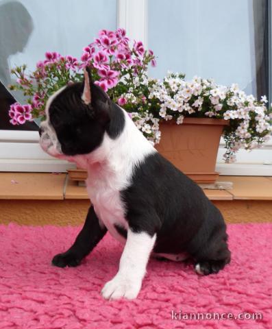 Donne chienne Boston Terrier