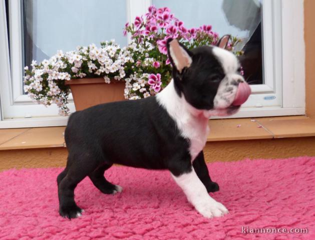 Donne chienne Boston Terrier