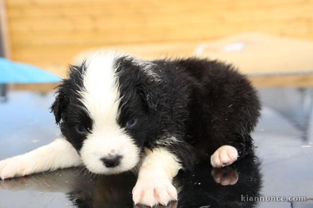 chiot berger australien  a donner