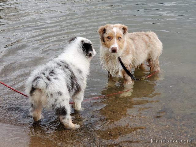 Très beaux petits bergers australiens à donner.